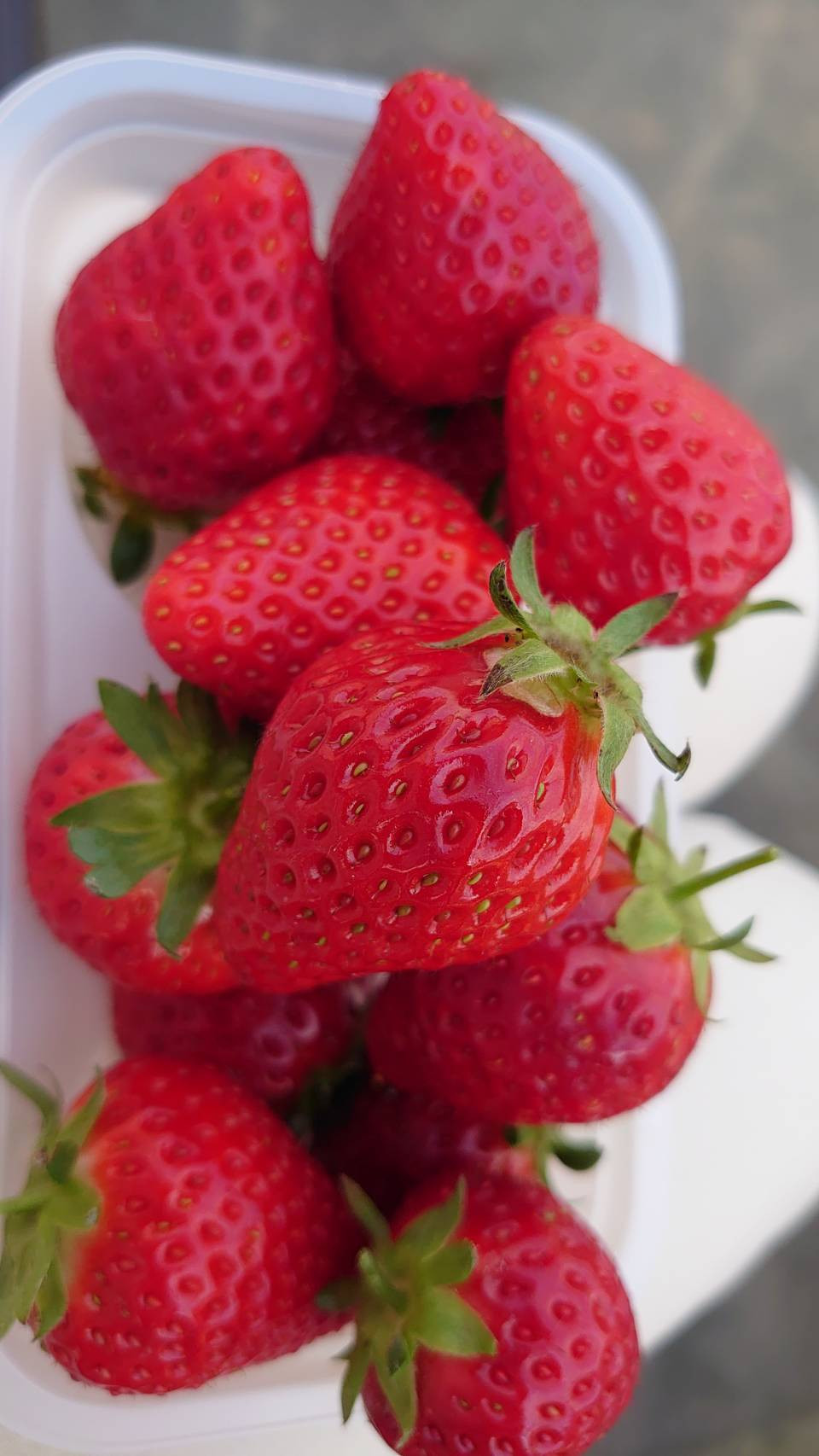 いちご狩りっ！