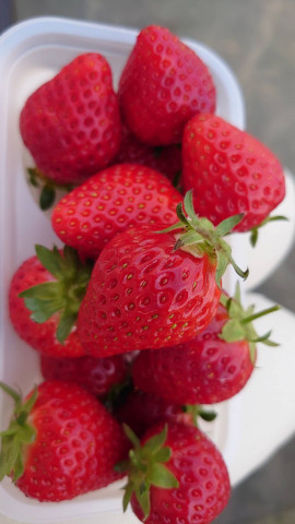 いちご狩りっ！