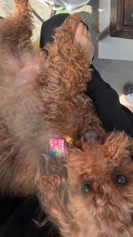 らんちゃんの2023/3/11 (土) 22:53のブログ