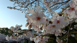 うたちゃんの2023/3/29 (水) 12:15のブログ