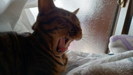 うたちゃんの2023/4/30 (日) 01:24のブログ