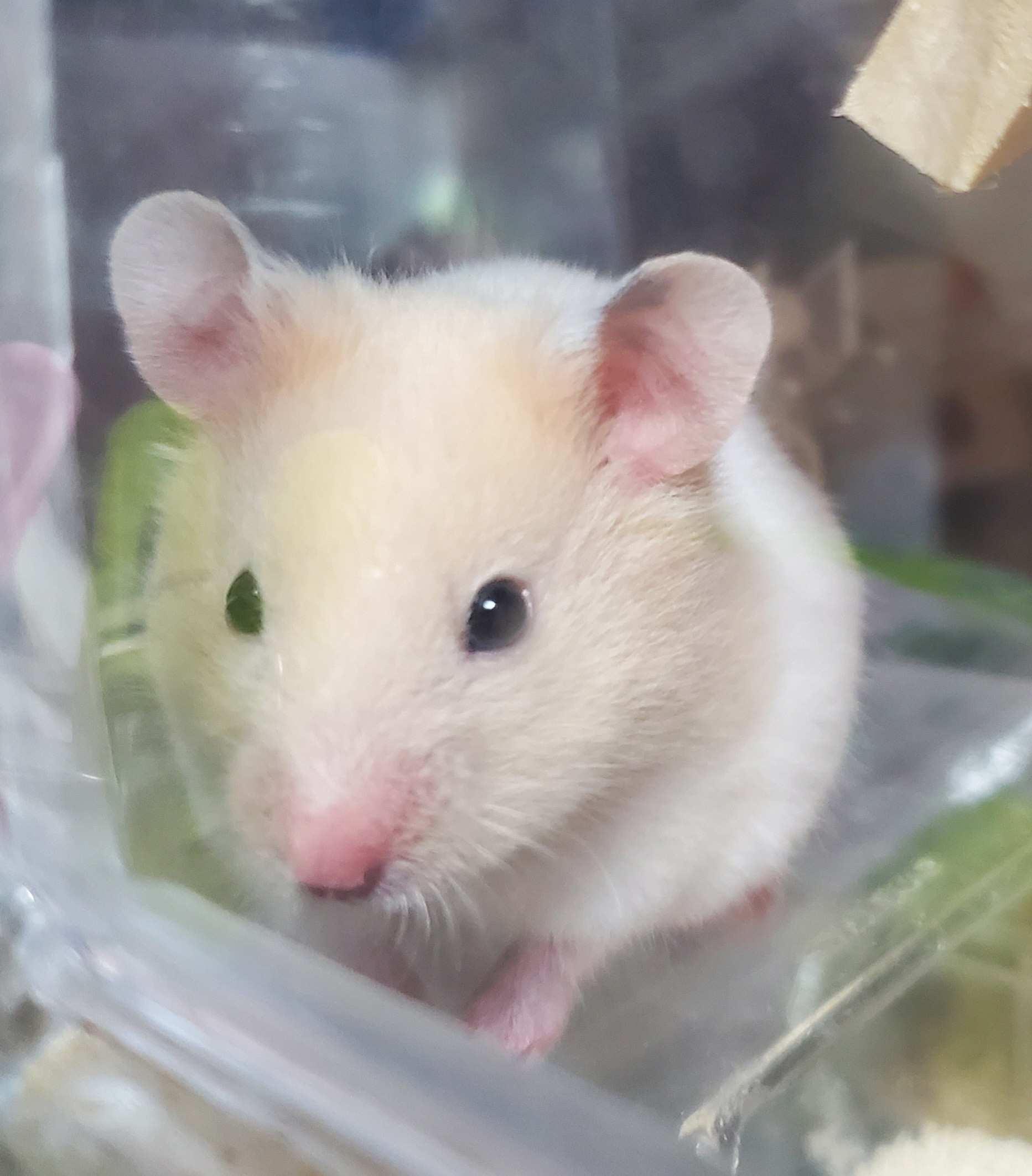 かわいい(*･ω･)