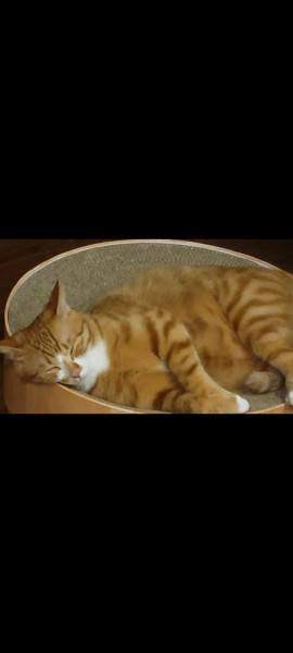 にゃんにゃん(=^・^=)