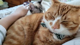 にゃんにゃんと、＊＊＊眠！(=^・^=)