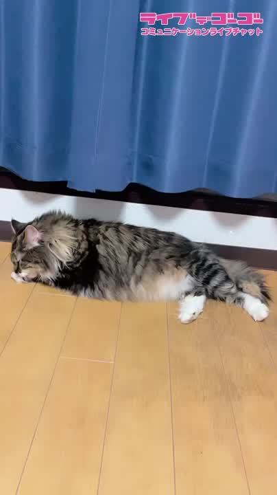 ぬこ様?