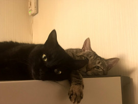 とらこちゃんの2023/2/24 (金) 21:04のブログ