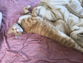 とらこちゃんの2023/2/23 (木) 10:13のブログ