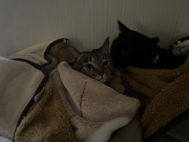 とらこちゃんの2023/3/1 (水) 05:27のブログ