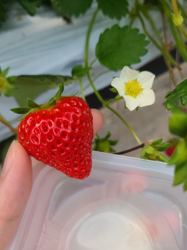 いちご狩り(*>∀<)ﾉ♪