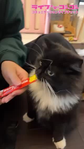 私のお家のららちゃんです！！