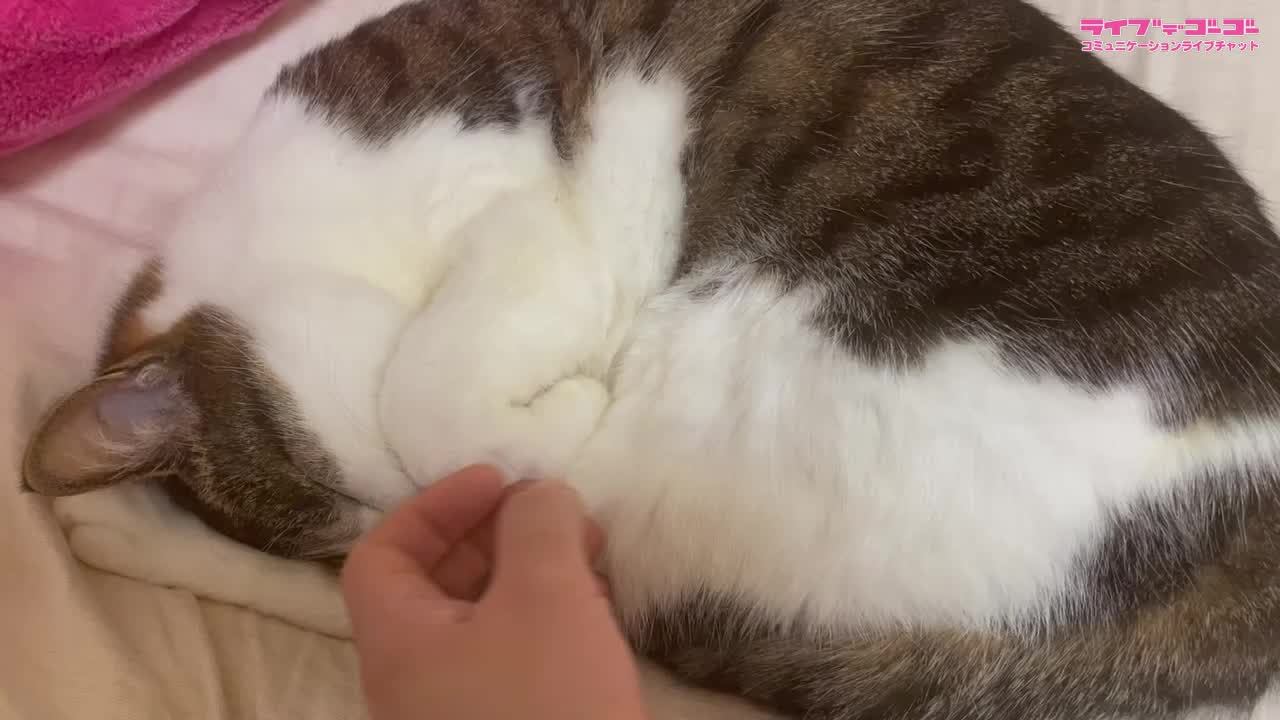 枕で寝る可愛猫のあんこ！