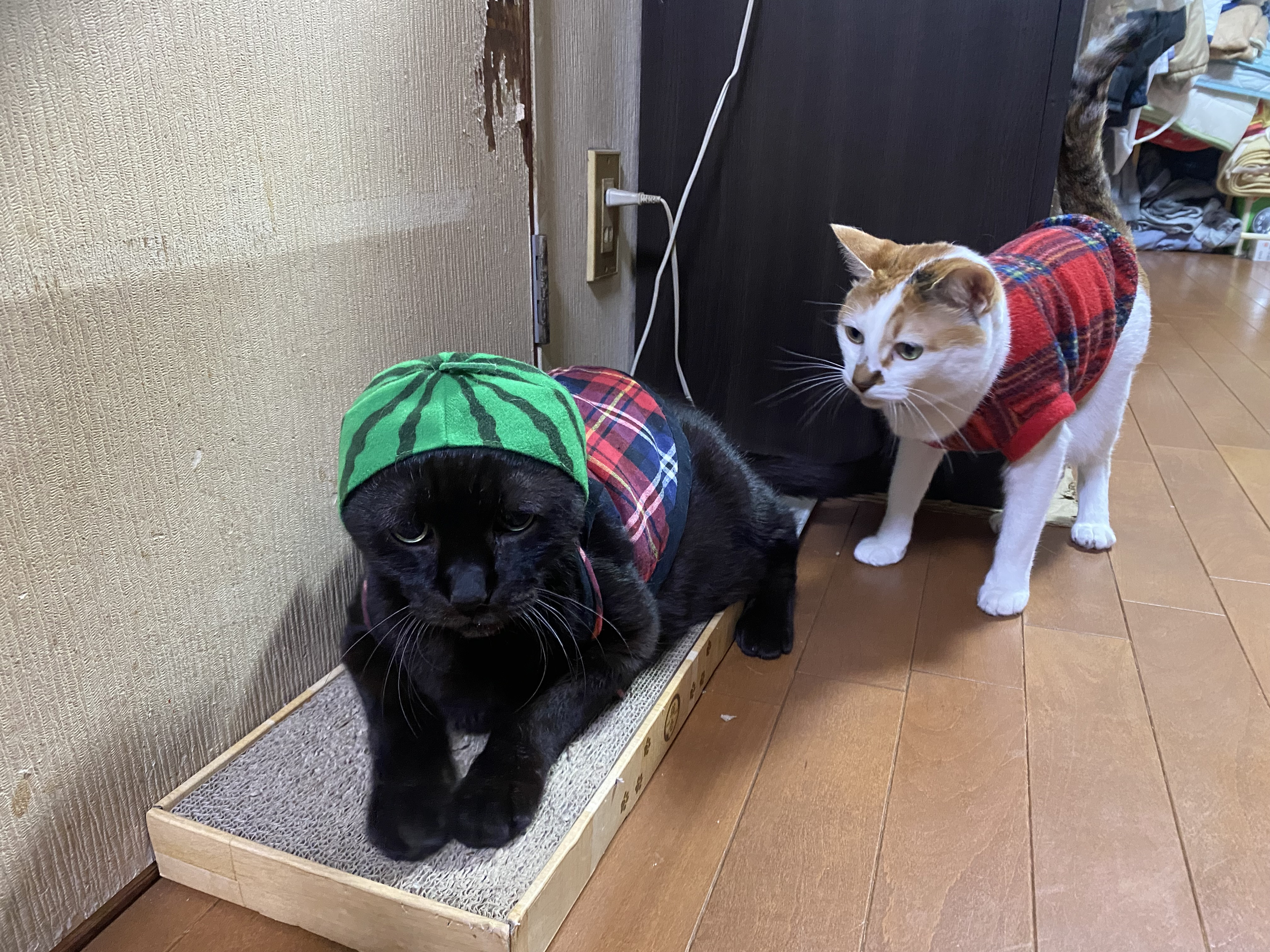 愛猫^_^