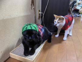 愛猫^_^