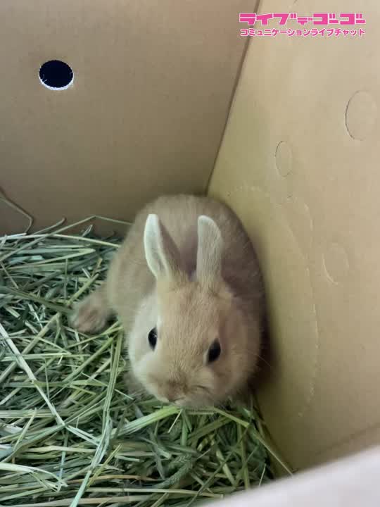 うさぎさんお迎えしました??