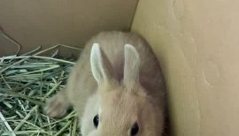 うさちゃんの2023/3/28 (火) 16:22のブログ