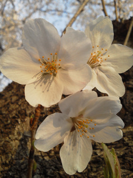 桜