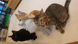 猫カフェ！