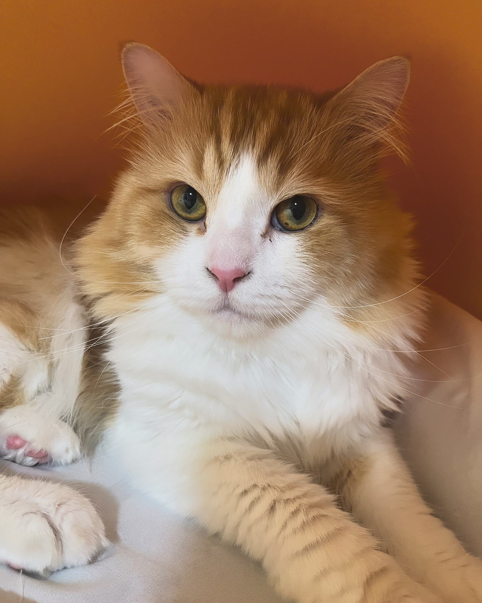 ライブします！