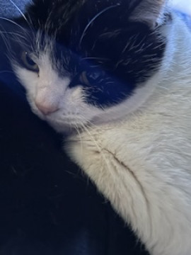 大好きねこたん?