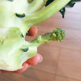 ついに明日は手術日