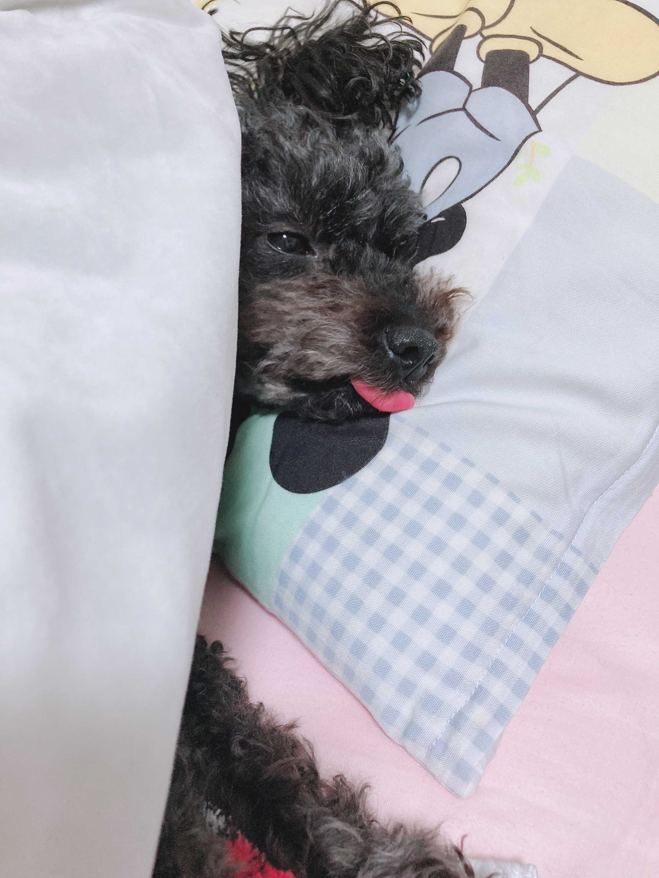 しのちゃんの2023/6/7 (水) 01:44のブログ