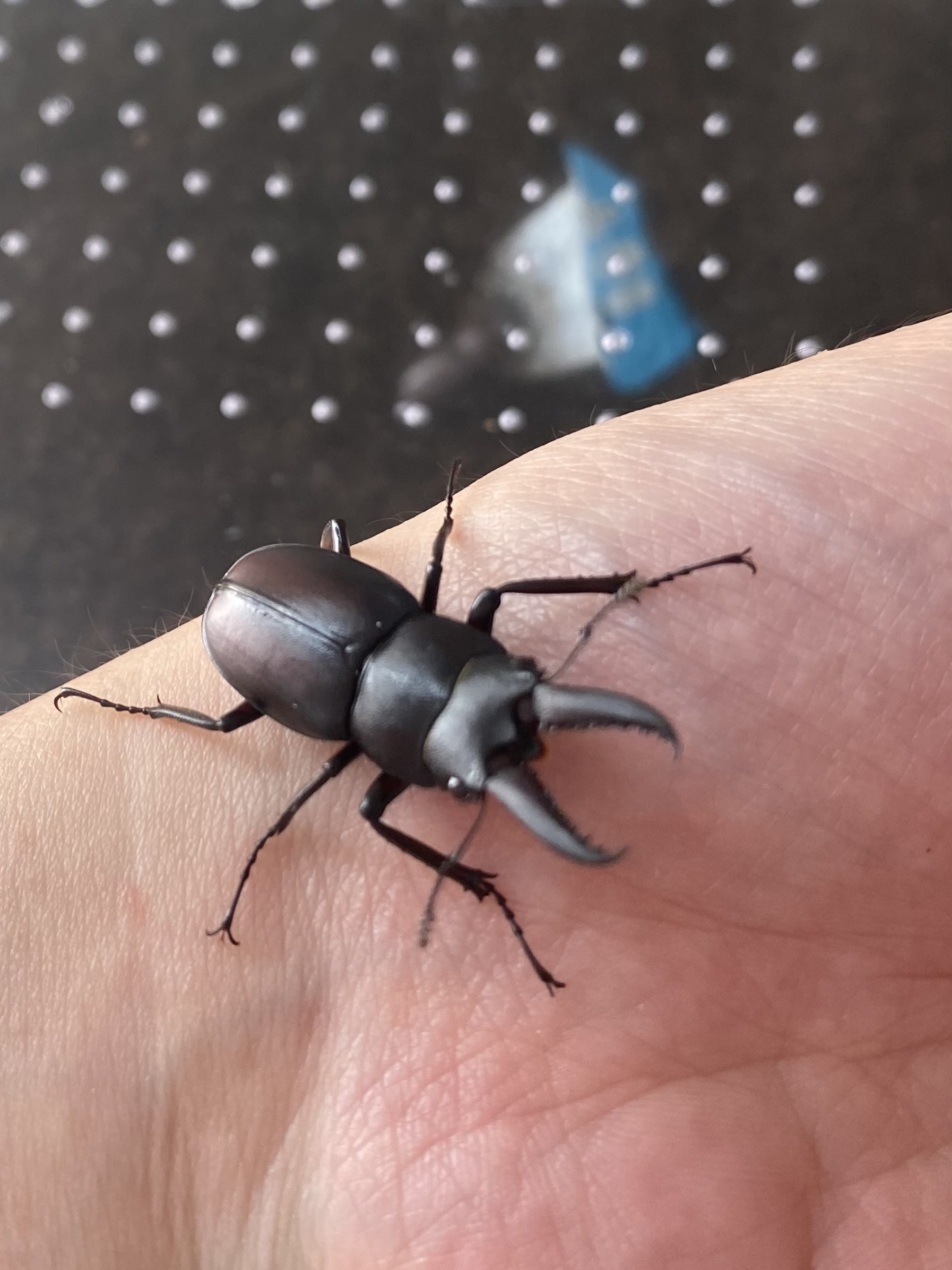 ノコギリを見つけました