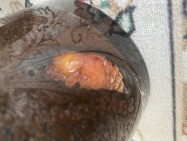 かおりちゃんの2023/6/7 (水) 19:13のブログ