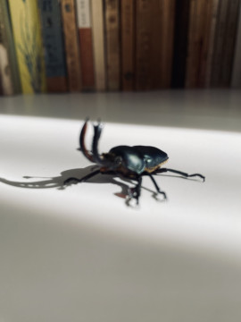 かおりちゃんの2023/6/10 (土) 17:13のブログ