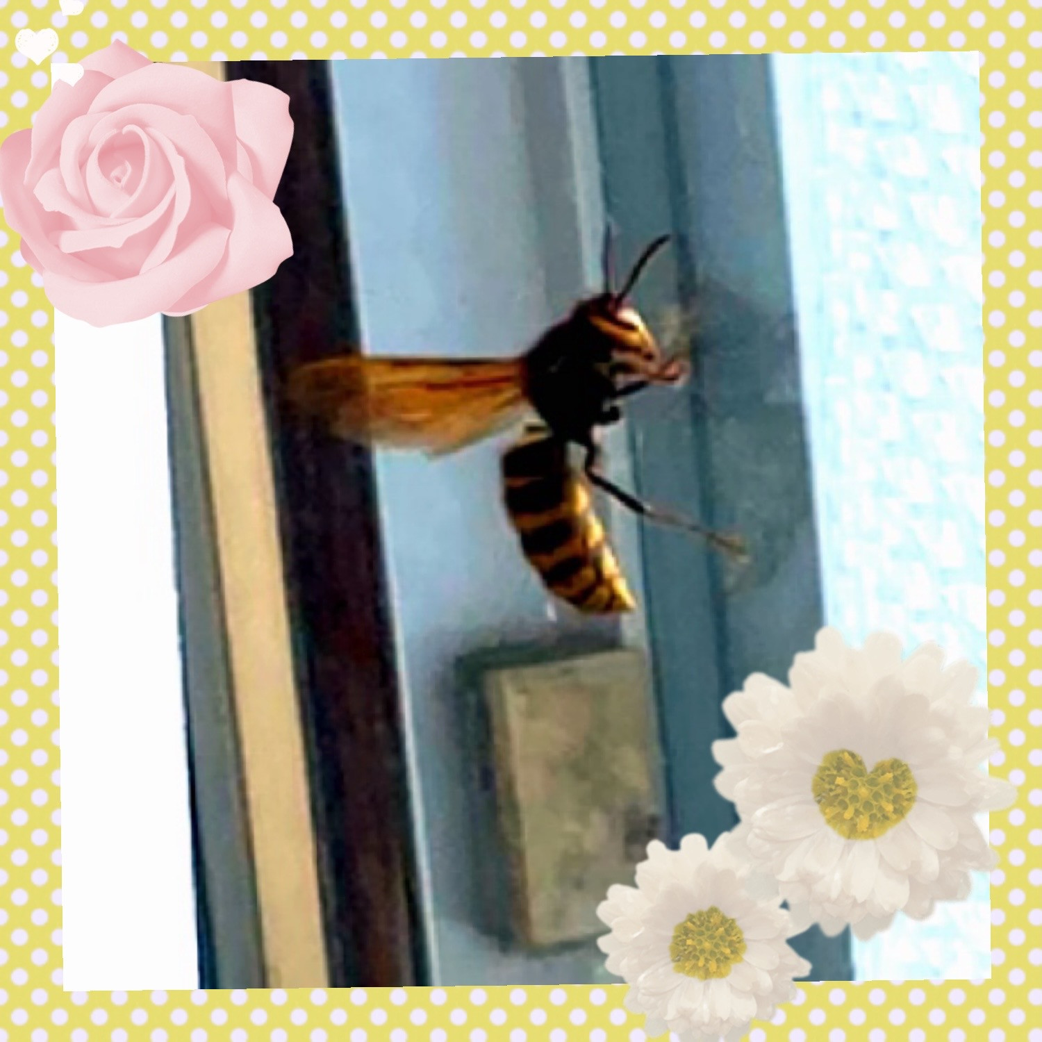 スズメバチ！！！！