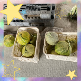 メロン時期終了！！