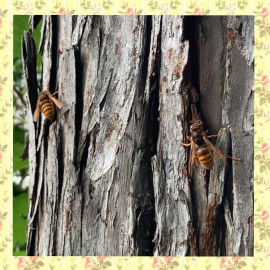 庭にモンスズメバチ！！！