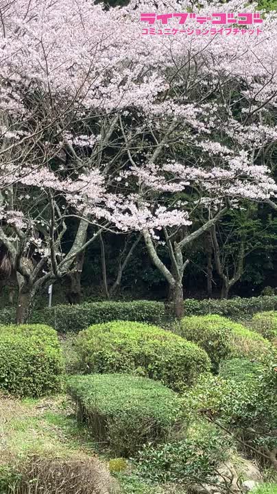 お花見