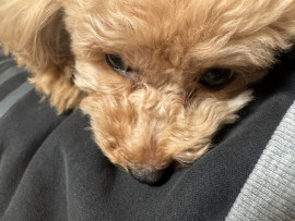 あき☆ちゃんの11/14 (金) 21:12のブログ