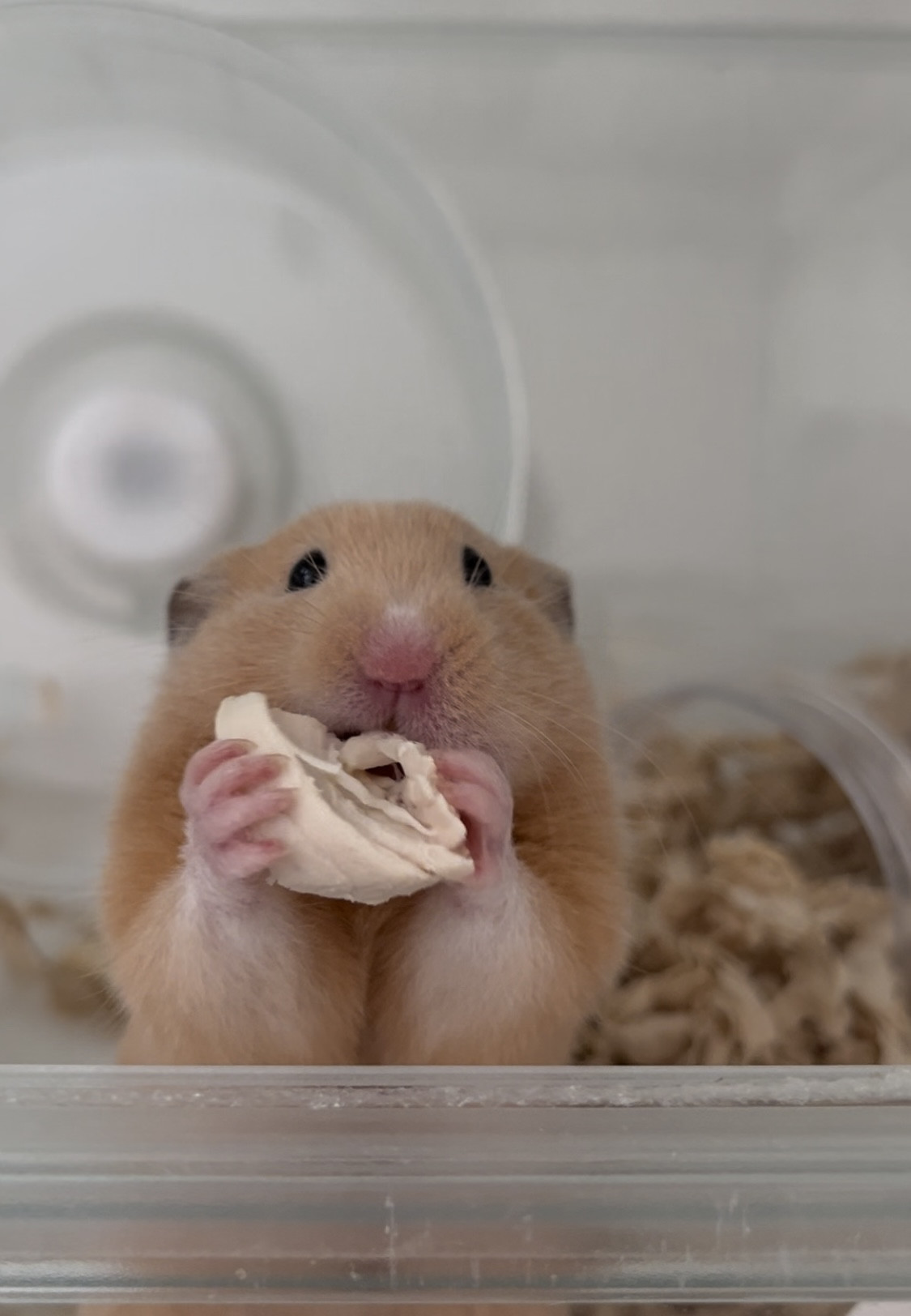 我が家の可愛子ちゃん