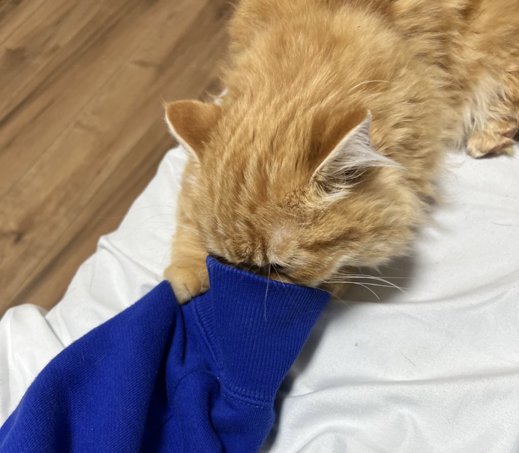 ごめんなさい（ ;  ; ）