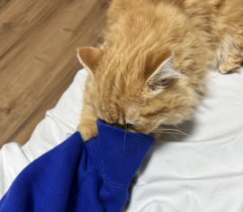 ごめんなさい（ ;  ; ）