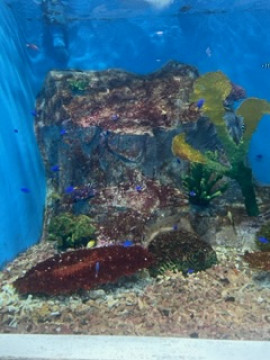 お魚さん
