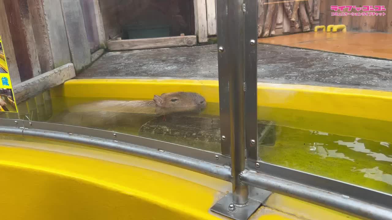 水族館に行ってきました！