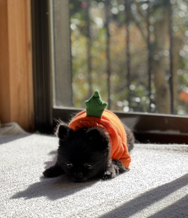 さきちゃんの2023/9/20 (水) 21:04のブログ