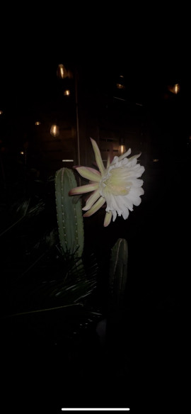 お庭のサボテンにお花が咲いた?