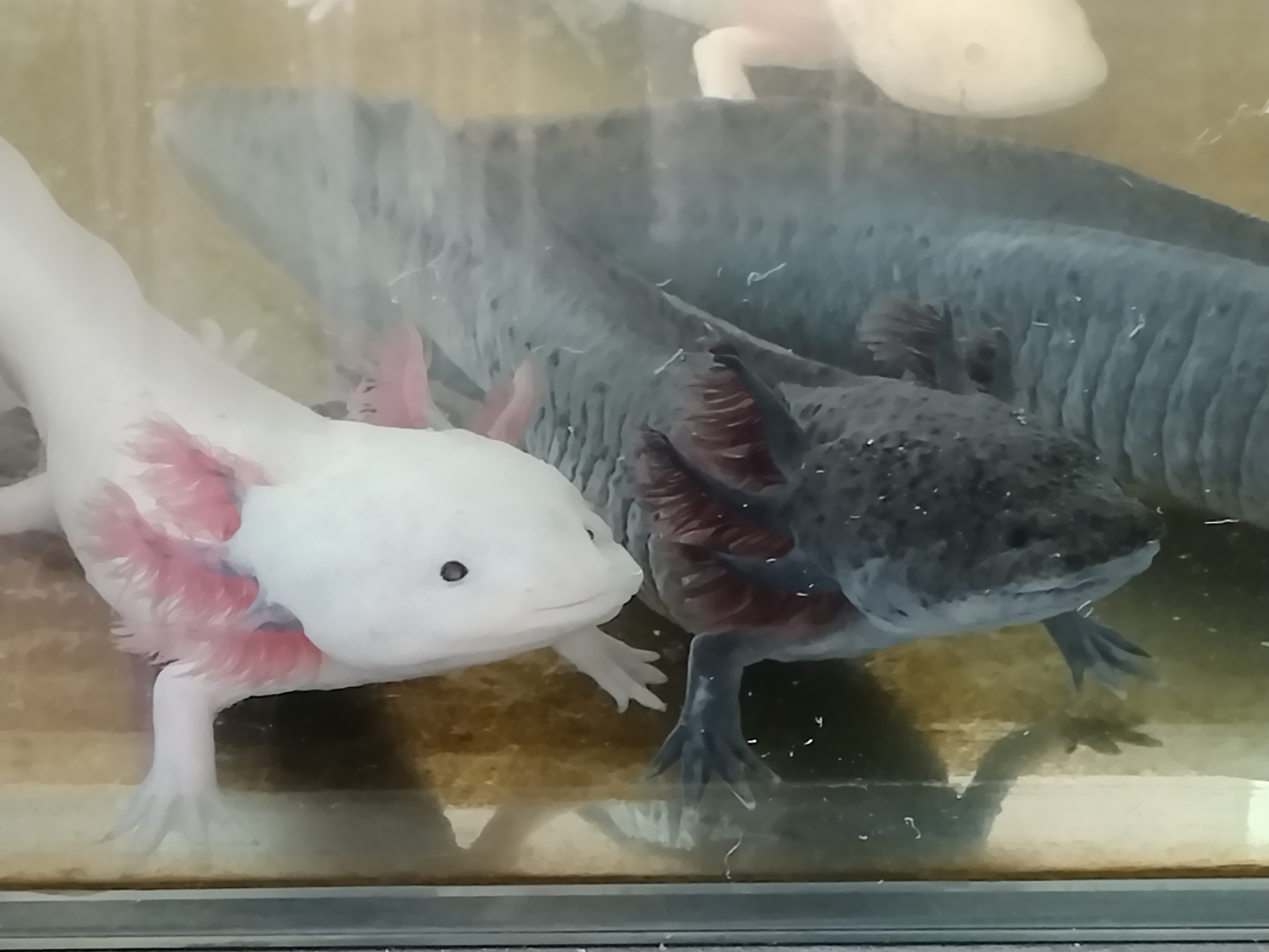 冷え性にはたまりません…