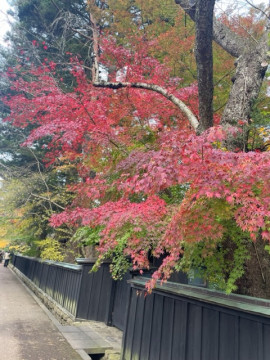 紅葉?