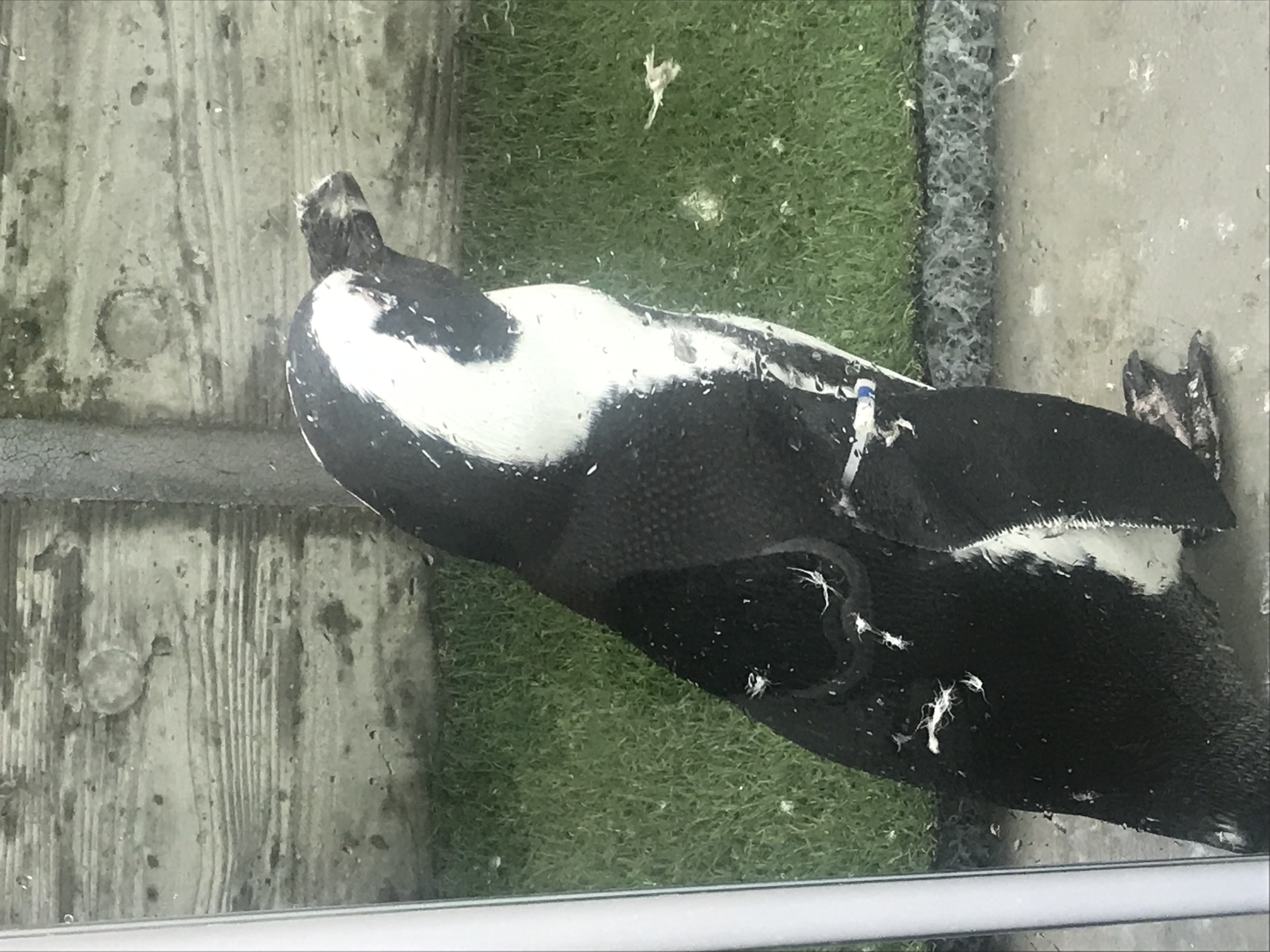 私の好きな動物