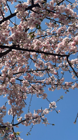 ルナちゃんの2025/3/31 (月) 20:38のブログ