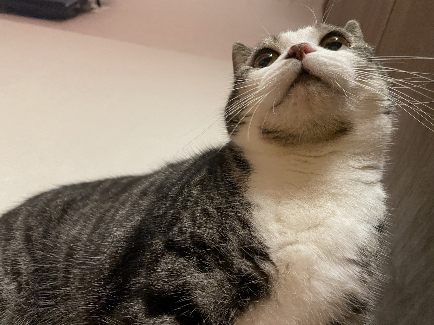 猫活