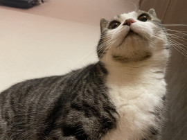 猫活