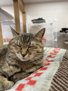 猫カフェ