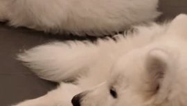 ランちゃんの2024/3/17 (日) 18:46のブログ