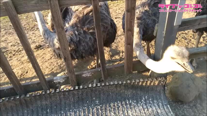 それでも好きなの