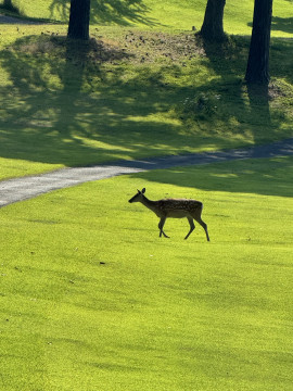 ゴルフウェア?????